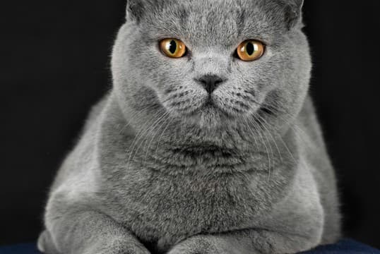 British Short Hair Cat